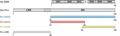 The Activities of the Gelsolin Homology Domains of Flightless-I in Actin Dynamics